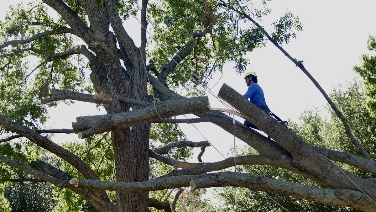 Professional Hazardous Tree Removal performed by certified arborists in Hiawatha