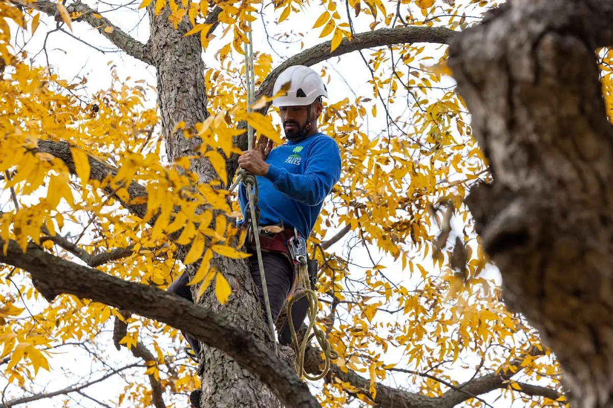 Skilled Tree Pruning crew working in Hiawatha